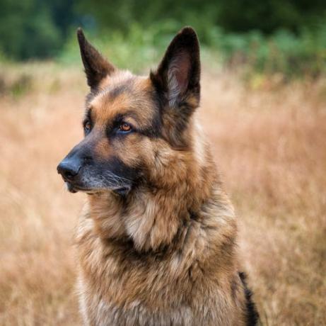 jenis anjing terbaik untuk pelari