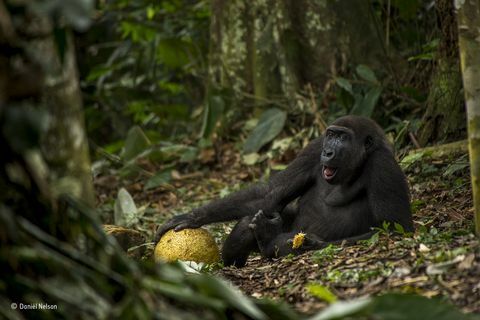 Gorilla - Young Photographer of the Year, pemenang foto