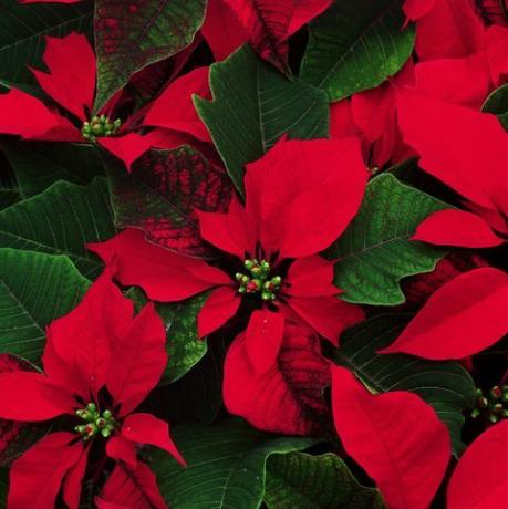 poinsettia