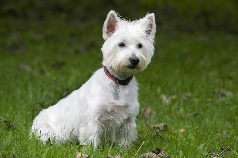 anjing terrier putih dataran tinggi barat, Inggris, duduk di taman, imut, waspada