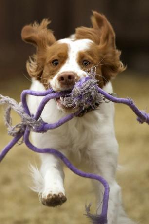 brittany spaniel