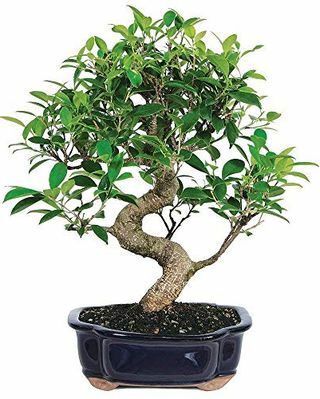 Bonsai Pohon Ficus