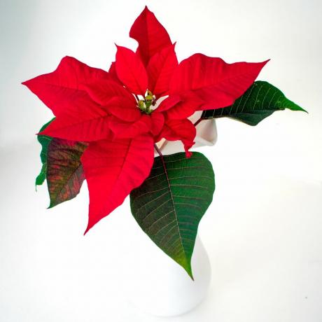 satu poinsettia merah yang indah dengan daun berwarna putih