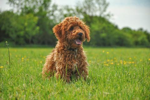 anak anjing cockapoo jahe di lapangan