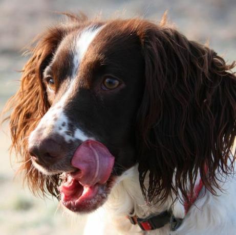 tipe pekerja bahasa inggris springer spaniel menjilati wajahnya dengan lidahnya