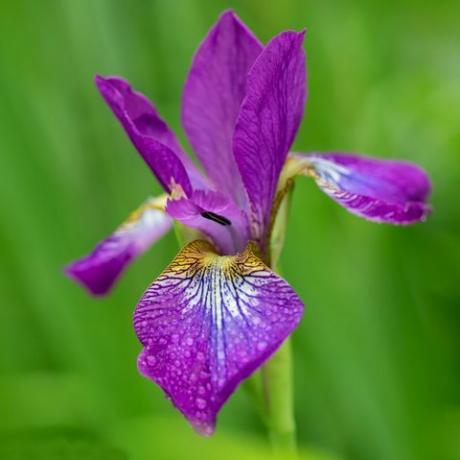 iris ungu mekar