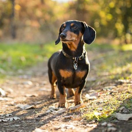 dachshund penasaran di luar ruangan