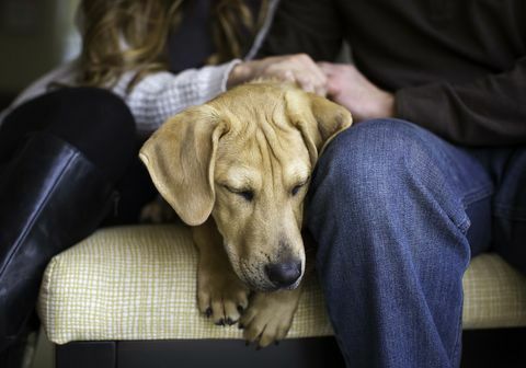 Anjing Penyelamatan Pertama Sonya Kolb © - Fotografer Anjing Tahun 2018