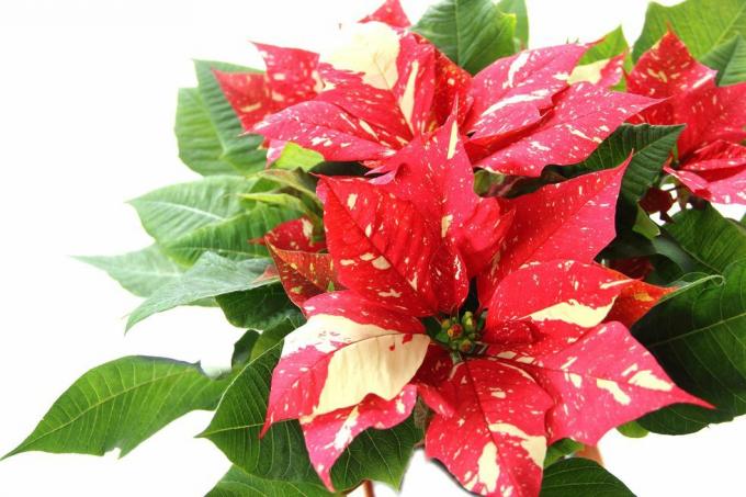 poinsettia（'jingle putih'）