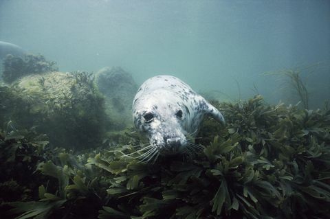 segel pulau lundy