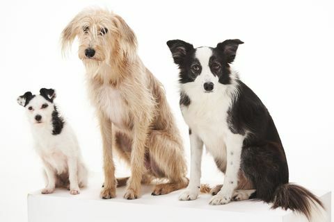 bbc dog tales jack russellchihuahua cross, lurcher and border. collie