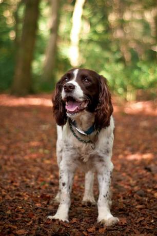 spaniel peloncat Inggris