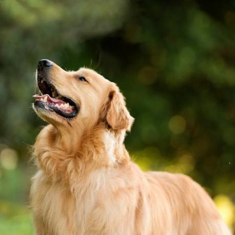 jenis anjing Golden Retriever