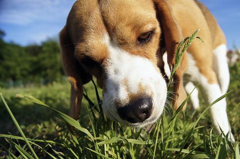 Beagle makan rumput