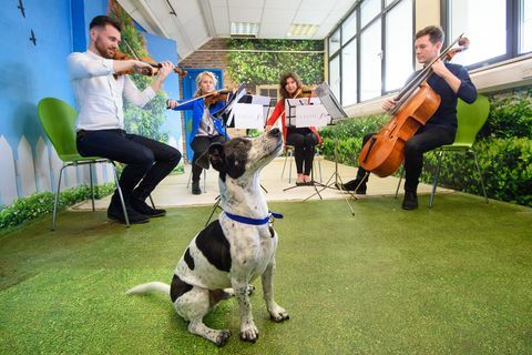 Battersea Dogs Home Classic FM