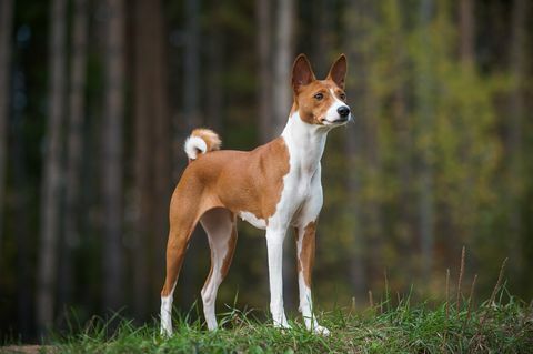 Anjing basenji betina