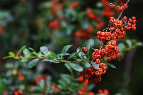 Close up dari rowanberry