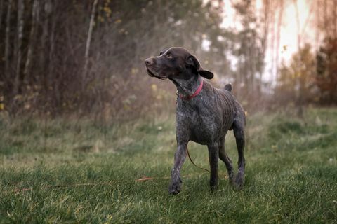 pointer berambut pendek jerman