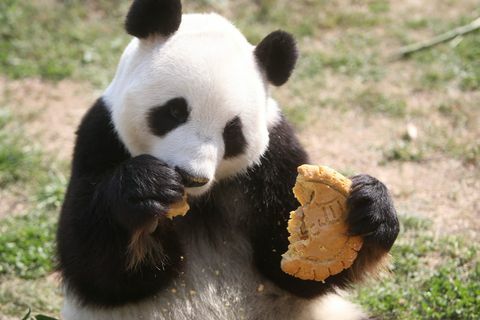 panda makan kue bulan