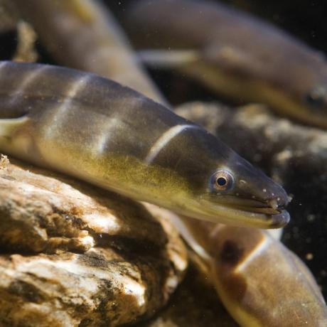 ikan untuk menghindari makan