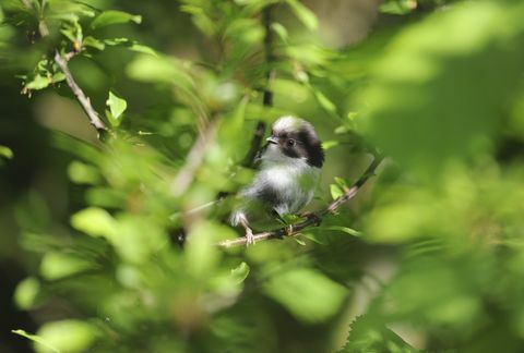 dada ekor panjang aegithalos caudatus, remaja masih tersembunyi di pagar, bedfordshire, mei