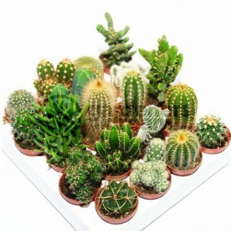 Cactus Mix - 10 Tanaman oleh Gardeners Dream