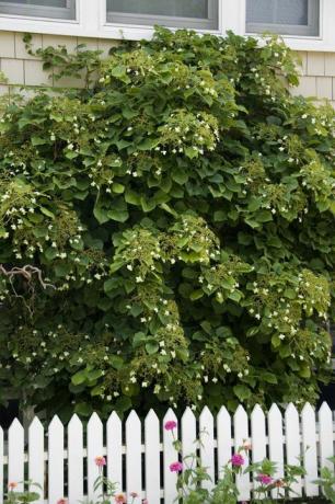 Pendakian Hydrangea