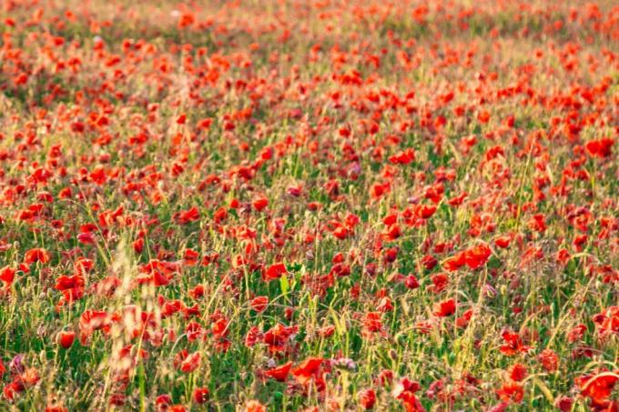 bunga poppy tumbuh di tebing di dover