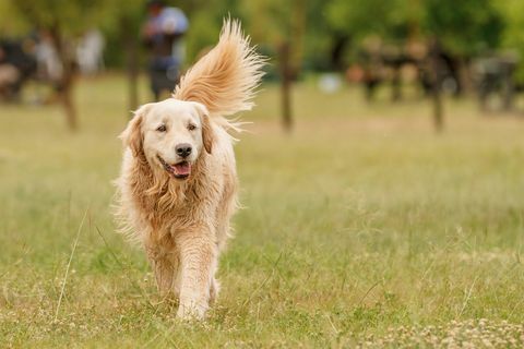 golden retriever berjalan