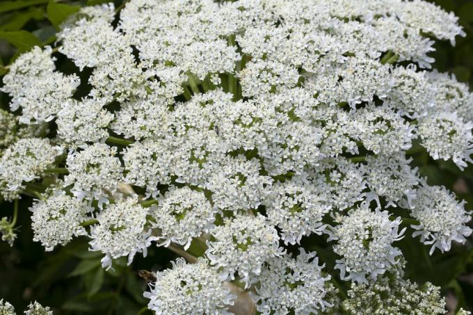 apa itu bunga hogweed raksasa