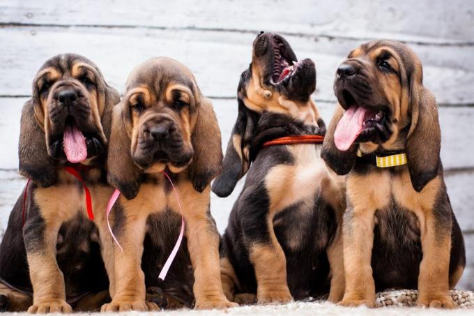 anak anjing anjing pelacak yang cantik dengan latar belakang terang