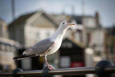 Seagull berkeliaran di pagar melalui laut