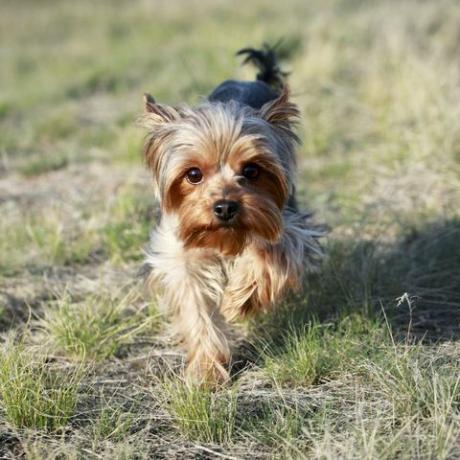 Anjing Yorkshire terrier