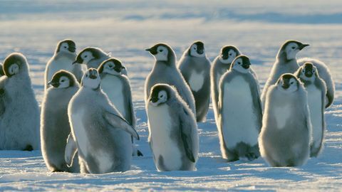 Dinasties penguins chicks photo