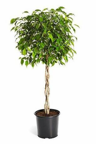 Pohon Benjamina Ficus