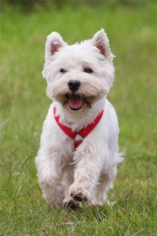 terrier putih dataran tinggi barat berlari di atas rumput di taman