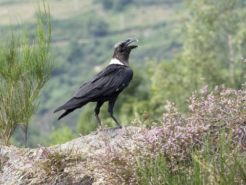 Raven Berleher Putih (Corvus albicollis), bertengger di atas batu