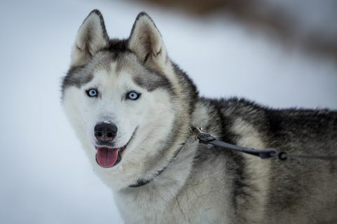 siberian husky