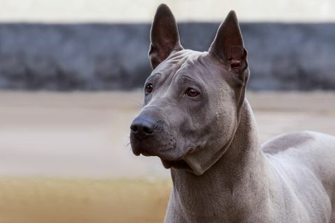 jenis anjing Thai Ridgeback