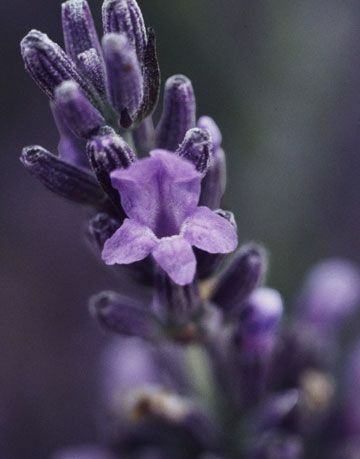 close up bunga lavender