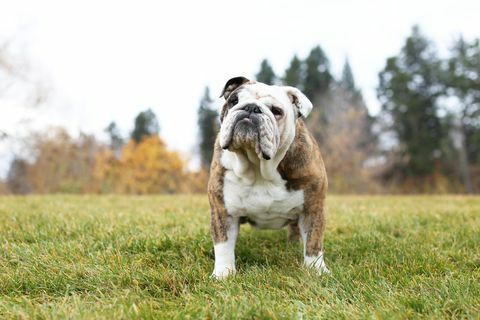 potret bulldog berdiri di rumput taman