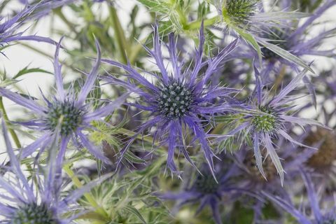 Eryngium 'Blue Waves' - Chelsea Flower Show - pabrik pemenang runner up tahun 2018