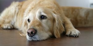 Golden Retriever yang lelah tergeletak di lantai kayu