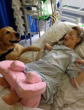 Anjing Terapi Telah Diperkenalkan Di Rumah Sakit Anak-Anak Untuk Membantu Meredakan Kecemasan