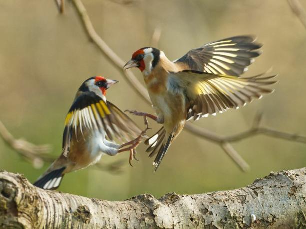 satwa liar taman fotografi burung