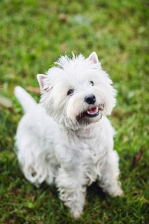 terrier putih dataran tinggi barat