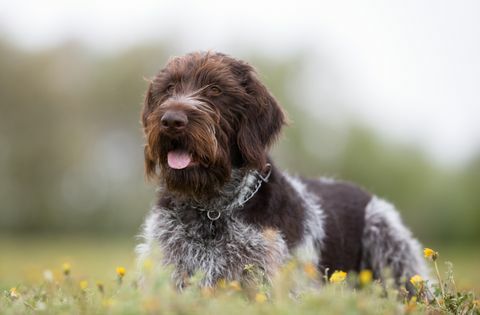 anjing penunjuk wirehaired jerman di luar ruangan di alam