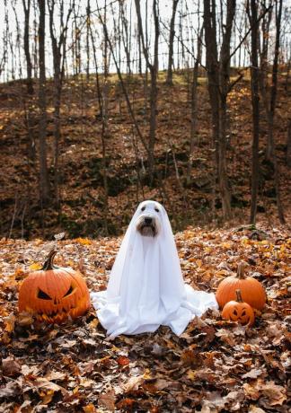 anjing mengenakan kostum hantu diy duduk di antara labu