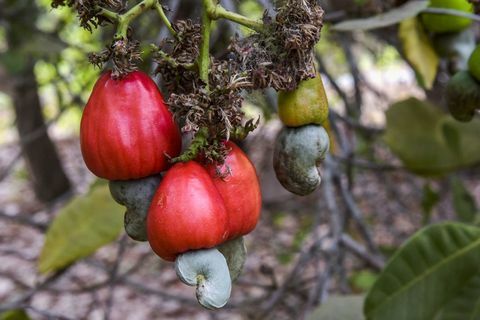 Tanaman, Bunga, Pohon buah, Tanaman berbunga, Buah, Pohon, Syzygium malaccense, Botani, Makanan, Menghasilkan, 