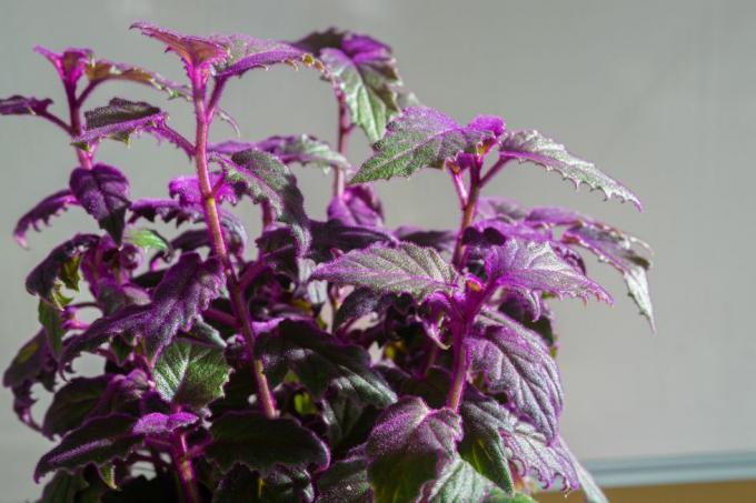 tanaman gairah ungu